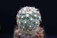 Sclerocactus mesae-verdae FH 061.5